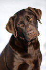 brown Labrador in snow