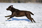 brown Labrador in snow