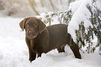 Labrador Puppy in snow
