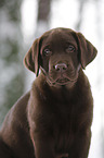 Labrador Puppy in snow