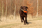 Labrador Retriever retrieves dymmy