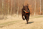 Labrador Retriever retrieves dymmy