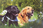 2 dogs