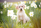 Labrador Retriever Puppy