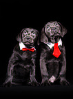 Labrador Retriever Puppies