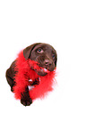 Labrador Retriever Puppy