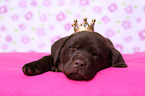 sleeping Labrador Retriever Puppy