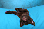 sleeping Labrador Retriever Puppy