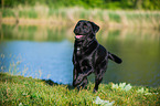 running Labrador Retriever