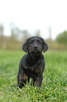 Labrador Retriever Puppy