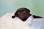 Labrador Retriever Puppy