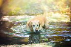 bathing Labrador Retriever