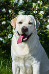 Labrador Retriever Portrait