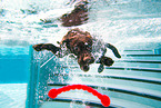 swimming Labrador Retriever