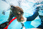 swimming Labrador Retriever