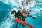 swimming Labrador Retriever