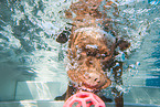 diving Labrador Retriever