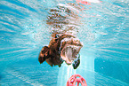 diving Labrador Retriever