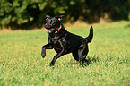 running Labrador Retriever