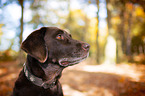 old Labrador Retriever