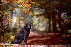 sitting Labrador Retriever
