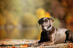 lying Labrador Retriever