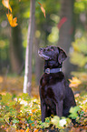 sitting Labrador Retriever