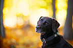 old Labrador Retriever
