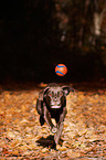 playing Labrador Retriever