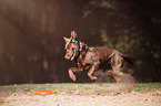 running Labrador Retriever