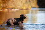 bathing Labrador Retriever