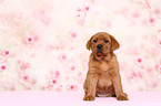 Labrador Retriever Puppy