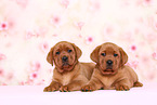 2 Labrador Retriever Puppies