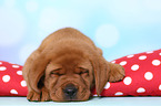 Labrador Retriever Puppy