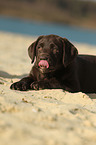 Labrador Retriever Puppy