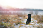 sitting Labrador Retriever