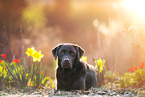 lying Labrador Retriever