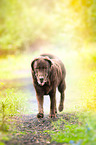 old Labrador Retriever