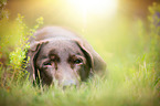 old Labrador Retriever