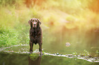 old Labrador Retriever