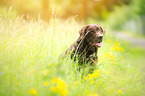 old Labrador Retriever