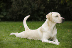 lying Labrador Retriever