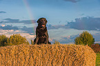 sitting Labrador Retriever