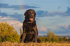 sitting Labrador Retriever