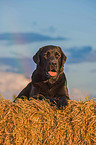 lying Labrador Retriever