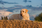 lying Labrador Retriever