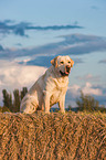 sitting Labrador Retriever