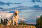 sitting Labrador Retriever