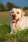 lying Labrador Retriever