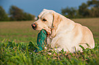 lying Labrador Retriever